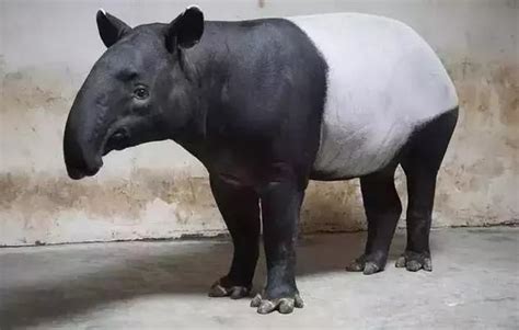 食鐵獸蚩尤|蚩尤與食鐵獸的驚人真相